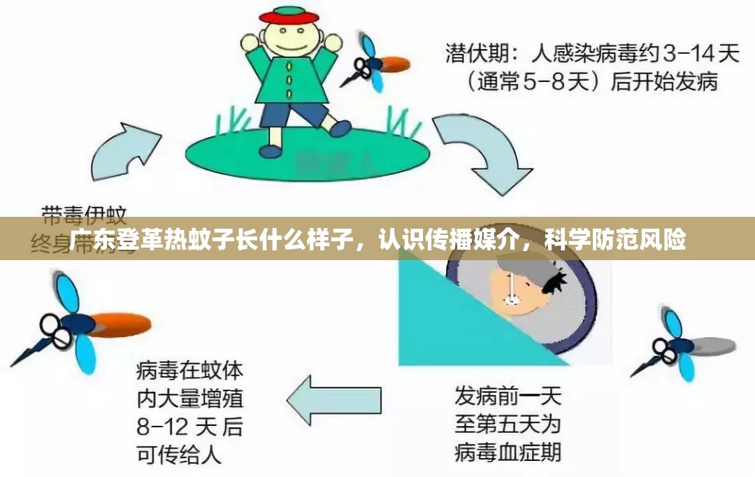 广东登革热蚊子长什么样子，认识传播媒介，科学防范风险