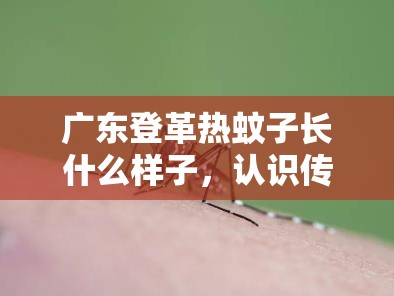 广东登革热蚊子长什么样子，认识传播媒介，科学防范风险