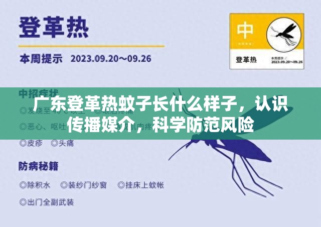 广东登革热蚊子长什么样子，认识传播媒介，科学防范风险