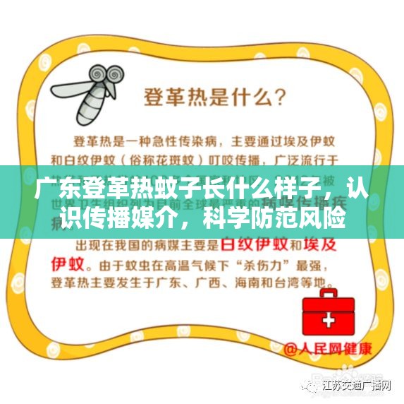 广东登革热蚊子长什么样子，认识传播媒介，科学防范风险