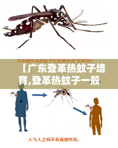 【广东登革热蚊子培育,登革热蚊子一般出现在哪里】