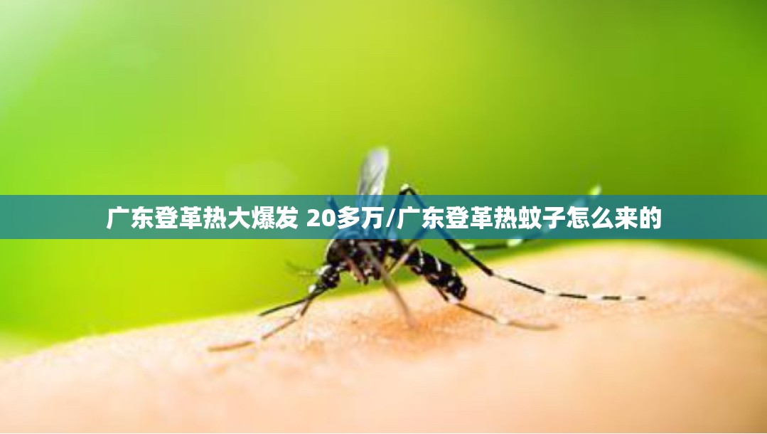 广东登革热大爆发 20多万/广东登革热蚊子怎么来的