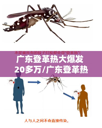 广东登革热大爆发 20多万/广东登革热蚊子怎么来的