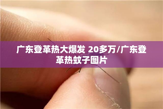 广东登革热大爆发 20多万/广东登革热蚊子图片