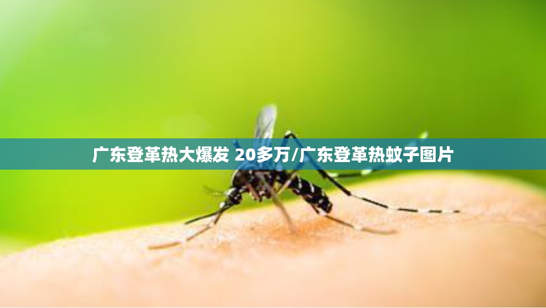广东登革热大爆发 20多万/广东登革热蚊子图片