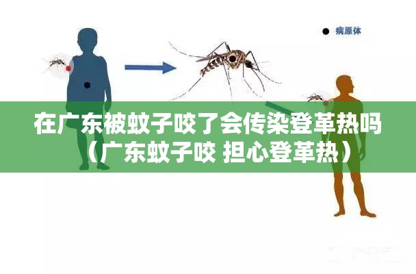 在广东被蚊子咬了会传染登革热吗（广东蚊子咬 担心登革热）