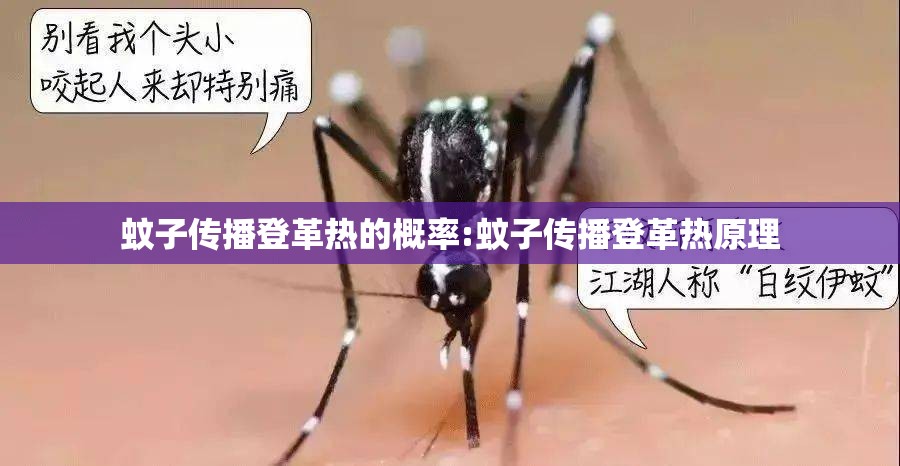 蚊子传播登革热的概率:蚊子传播登革热原理