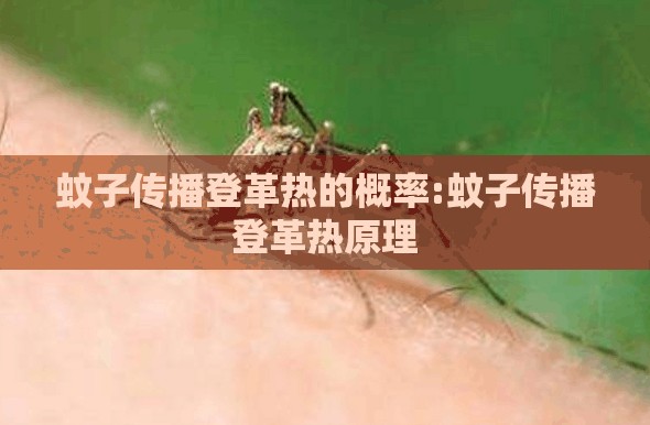 蚊子传播登革热的概率:蚊子传播登革热原理