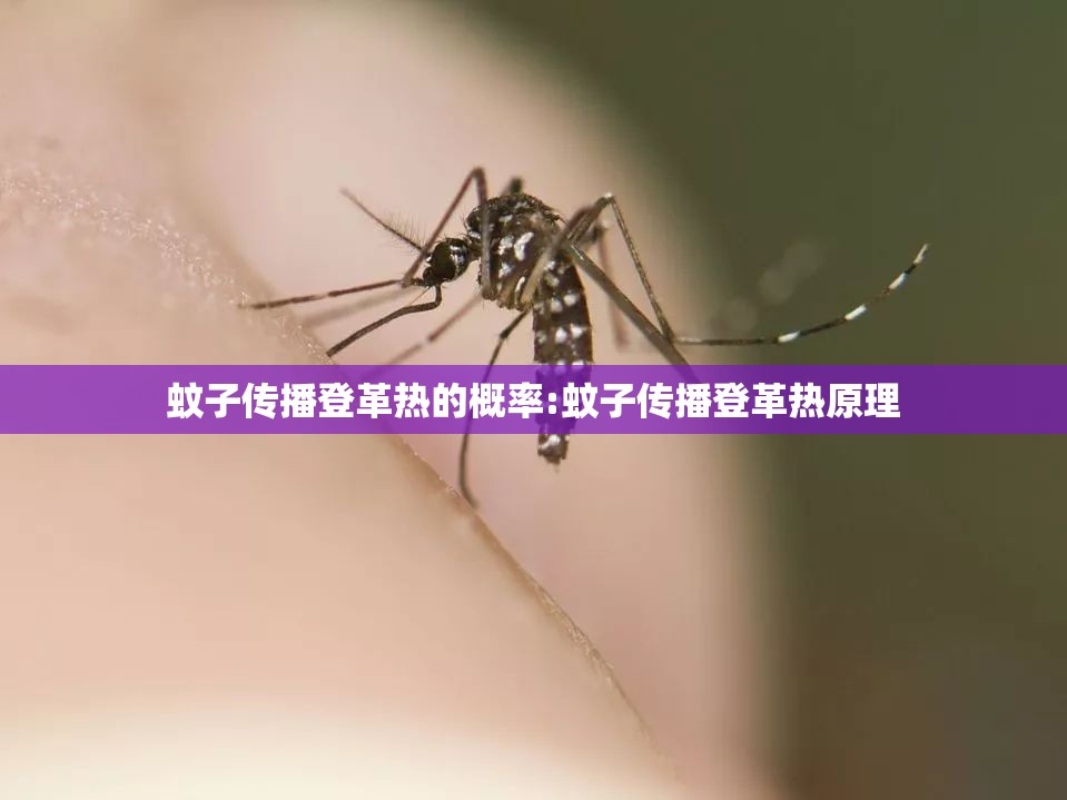 蚊子传播登革热的概率:蚊子传播登革热原理