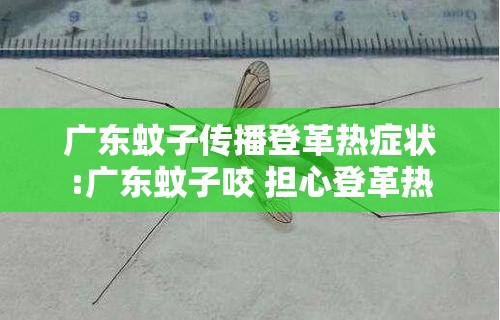 广东蚊子传播登革热症状:广东蚊子咬 担心登革热