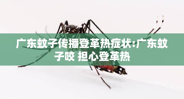 广东蚊子传播登革热症状:广东蚊子咬 担心登革热
